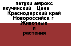 петухи амрокс икучинский › Цена ­ 1 000 - Краснодарский край, Новороссийск г. Животные и растения » Птицы   